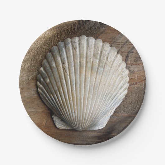 Seashell - Papierplatte Pappteller (Vorderseite)