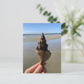 Seashell Photography Horse Conch Wild Florida Postkarte (Stehend Vorderseite)
