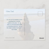 Seashell Photography Horse Conch Wild Florida Postkarte (Rückseite)