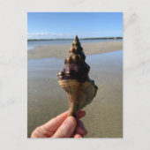 Seashell Photography Horse Conch Wild Florida Postkarte (Vorderseite)