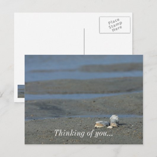 Seashell Pile Postkarte (Vorne/Hinten)