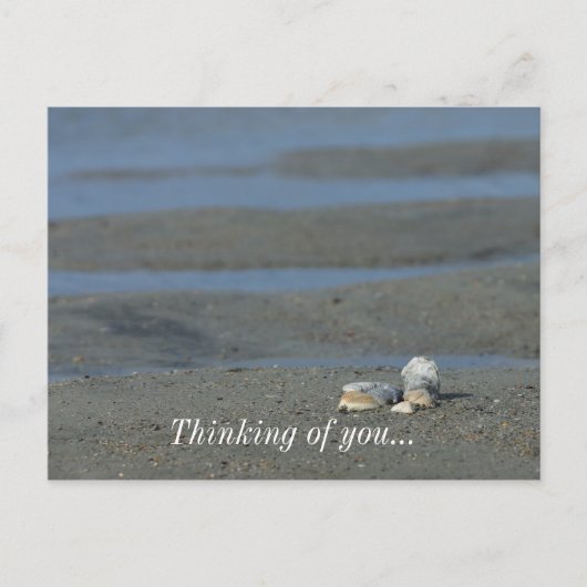 Seashell Pile Postkarte (Vorderseite)