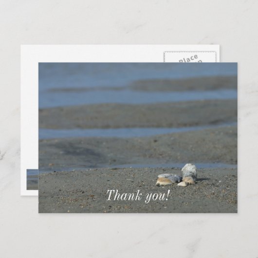 Seashell Pile Postkarte (Vorne/Hinten)