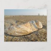 Seashell Postcard Postkarte (Vorderseite)