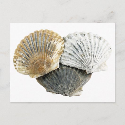 Seashell Postcard Postkarte (Vorderseite)