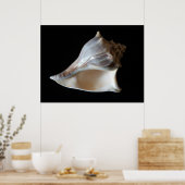 Seashell Poster (Küche)