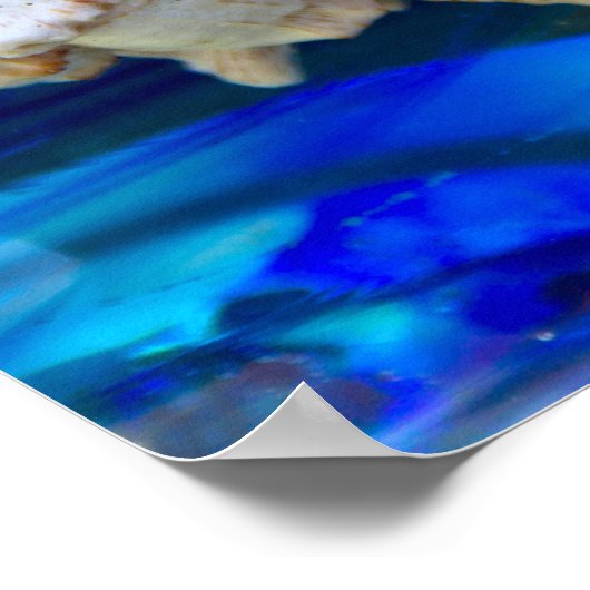 Seashell Poster (Ecke)