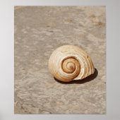 SeaShell Poster (Vorne)