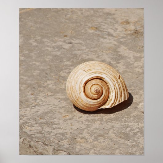 SeaShell Poster (Vorne)