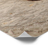 SeaShell Poster (Ecke)