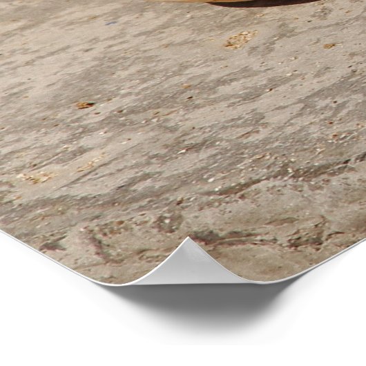 SeaShell Poster (Ecke)