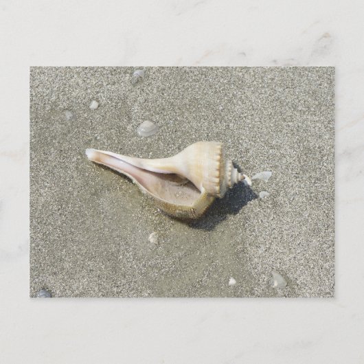 Seashell Postkarte (Vorderseite)