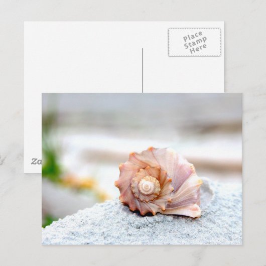 Seashell Postkarte (Vorne/Hinten)