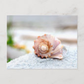 Seashell Postkarte (Vorderseite)