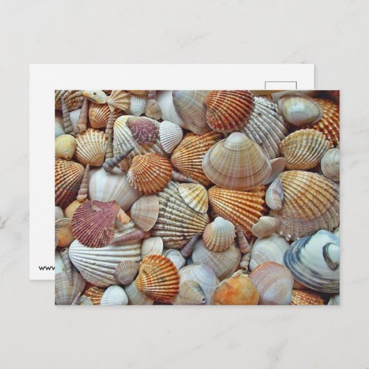 Seashell Postkarte (Vorne/Hinten)