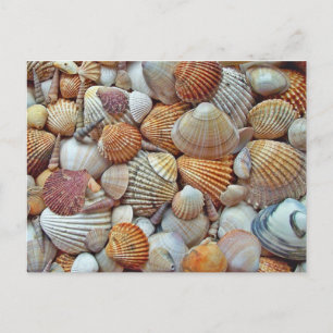 Seashell Postkarte