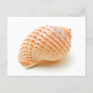 Seashell Postkarte