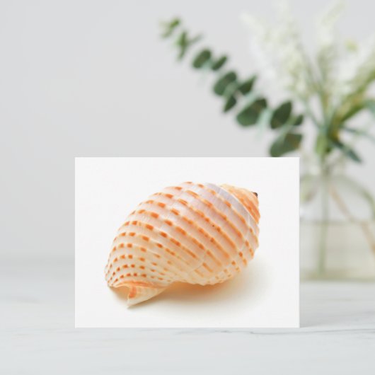 Seashell Postkarte (Stehend Vorderseite)