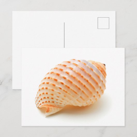 Seashell Postkarte (Vorne/Hinten)