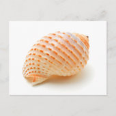Seashell Postkarte (Vorderseite)