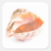 Seashell Quadratischer Aufkleber (Vorderseite)