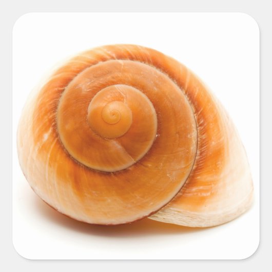 Seashell Quadratischer Aufkleber (Vorderseite)