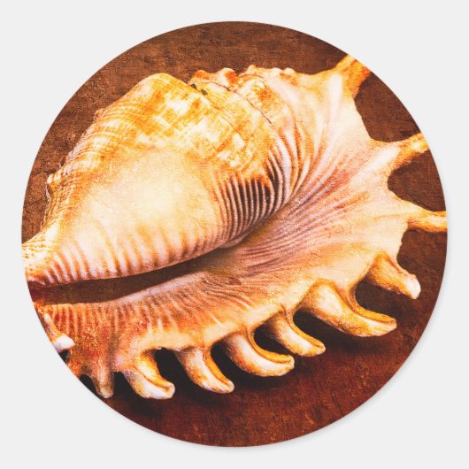 Seashell Runder Aufkleber (Vorderseite)