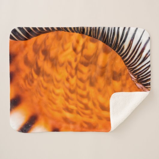 Seashell Sherpadecke (Vorderseite (Horizontal))