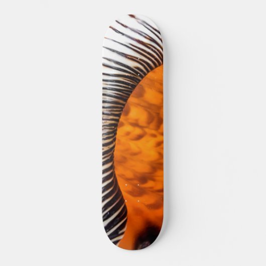 Seashell Skateboard (Vorderseite)