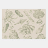 Seashell Soft Antique Art Beach Muscheln Geschenkpapier Set (Vorderseite 3)
