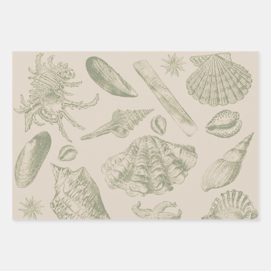 Seashell Soft Antique Art Beach Muscheln Geschenkpapier Set (Vorderseite 3)