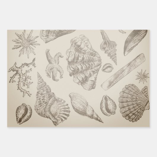 Seashell Soft Antique Art Beach Muscheln Geschenkpapier Set (Vorderseite 2)
