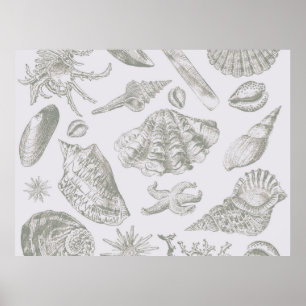 Seashell Soft Antique Art Beach Muscheln Poster