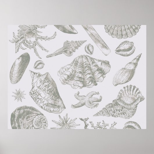 Seashell Soft Antique Art Beach Muscheln Poster (Vorne)
