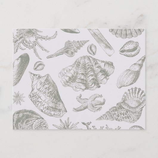 Seashell Soft Antique Art Beach Muscheln Postkarte (Vorderseite)