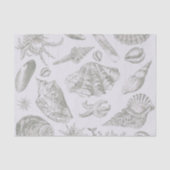 Seashell Soft Antique Art Beach Muscheln Seidenpapier (Vorderseite)