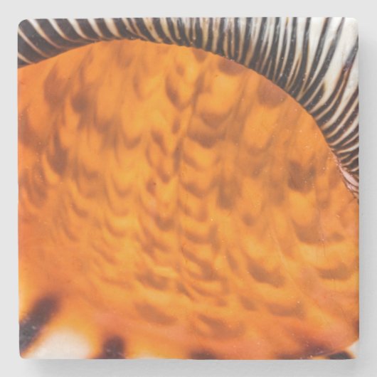 Seashell Steinuntersetzer (Vorderseite)