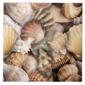 Seashell Symphonie Muster Fliese (Vorderseite)