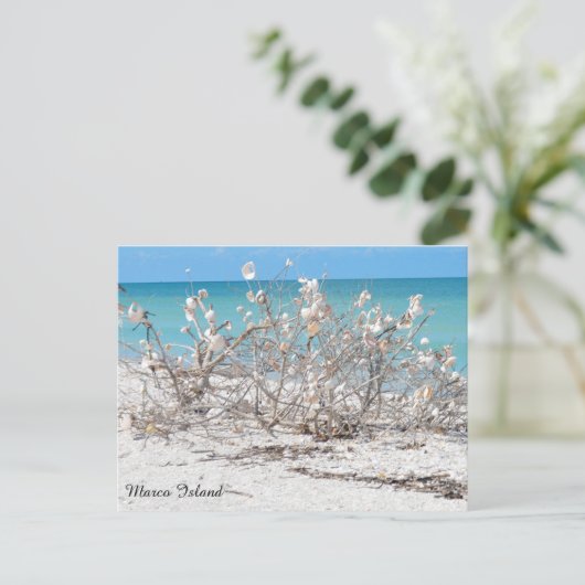 Seashell Tree auf Marco Island Postkarte (Stehend Vorderseite)
