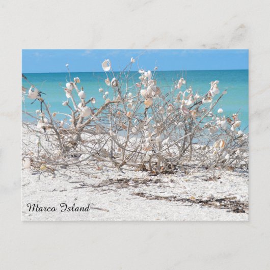 Seashell Tree auf Marco Island Postkarte (Vorderseite)