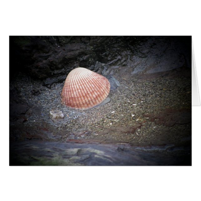 Seashell und Sand (Vorderseite (Horizontal))