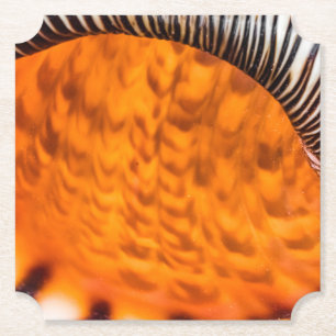 Seashell Untersetzer