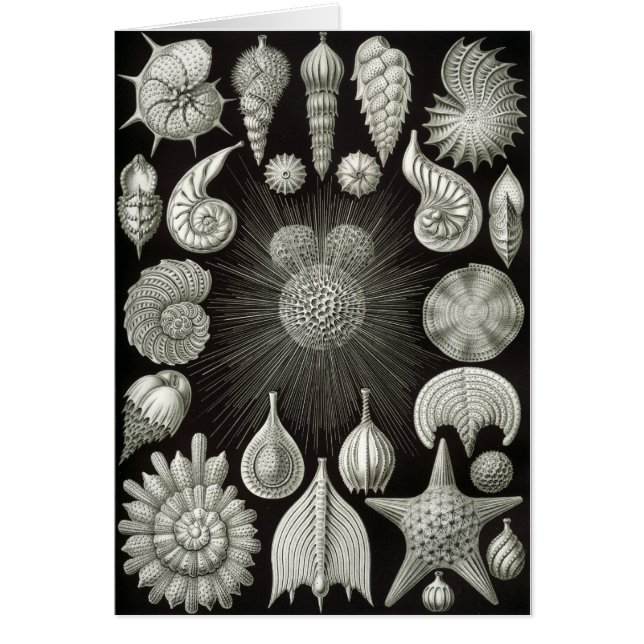 Seashellentwurf (Vorne)