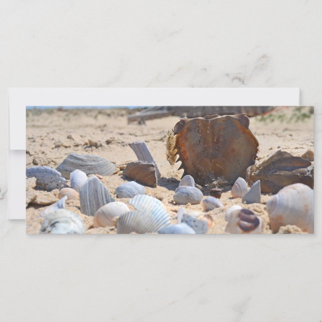 Seashells am Strand von Shirley Taylor (Vorderseite)