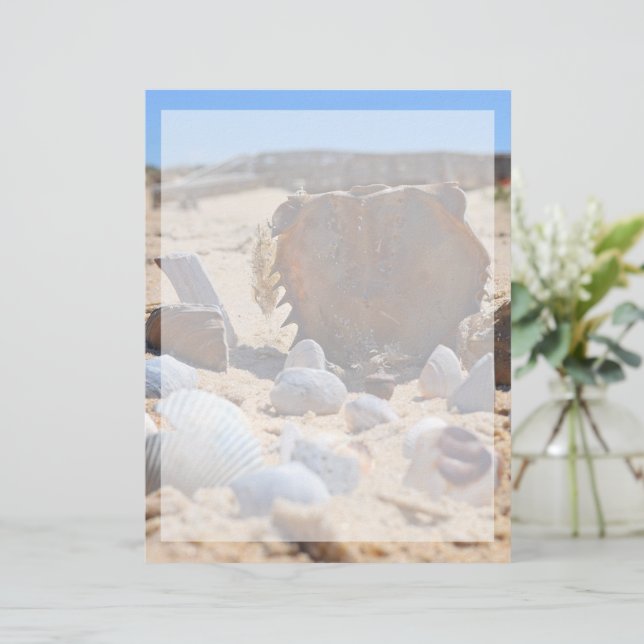 Seashells am Strand von Shirley Taylor (Stehend Vorderseite)