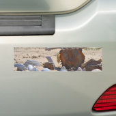 Seashells am Strand von Shirley Taylor Autoaufkleber (Auf Auto)