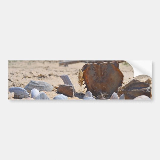 Seashells am Strand von Shirley Taylor Autoaufkleber (Vorne)