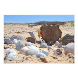Seashells am Strand von Shirley Taylor Fotodruck