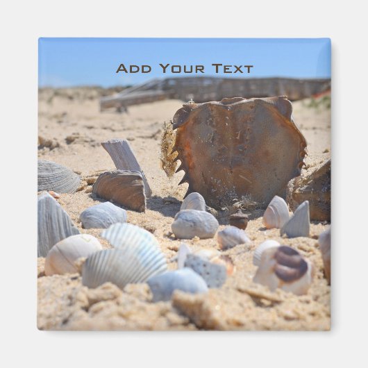 Seashells am Strand von Shirley Taylor Magnet (Vorne)