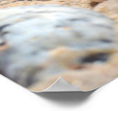 Seashells am Strand von Shirley Taylor Poster (Ecke)